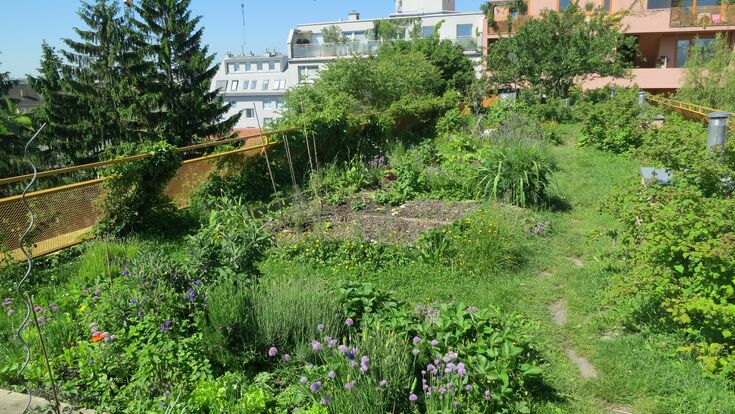 Dachbegrünung Sargfabrik