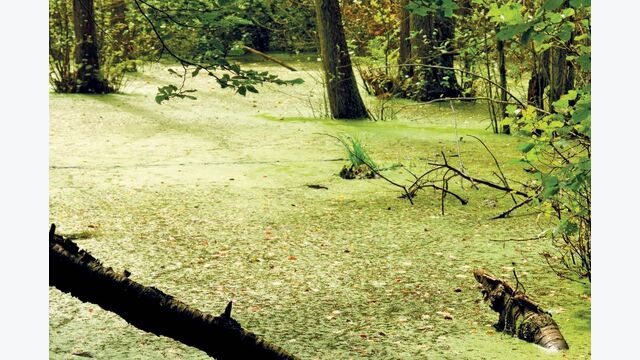 Sumpf Natur Pilz schwamm wald feuchtgebiet feucht korruption bauschaden