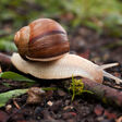 animals snail land wildlife nature mollusk brown slimy invertebrate garden outdoors shell antenna green pest slippery grass gardening macro mollusca color single object spiral crawling gliding liquid province one flowing small front time shiny forest climate tentacle sticky motion wild laziness wet spring leaf mucus plant backgrounds water environment flowerbed animals snail land wildlife nature mollusk brown slimy invertebrate garden outdoors shell antenna green pest slippery grass gardening macro mollusca color single object spiral crawling gliding liquid province one flowing small front time shiny forest climate tentacle sticky motion wild laziness wet spring leaf mucus plant backgrounds water environment flowerbed